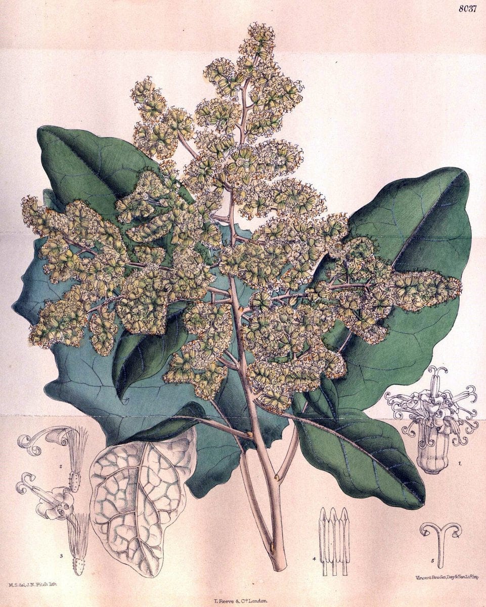 Curtis's botanical magazine. London ; New York [etc.] :Academic Press [etc.]. | "Botanical illustration" Botany Periodicals "Pictorial works" "Plants, Ornamental"  | Vintage Print Reproduction 457585