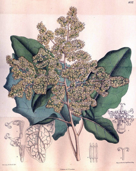 Curtis's botanical magazine. London ; New York [etc.] :Academic Press [etc.]. | "Botanical illustration" Botany Periodicals "Pictorial works" "Plants, Ornamental"  | Vintage Print Reproduction 457585