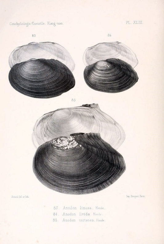 Conchyliologie fluviatile de la province de Nanking et de la Chine centrale /.Paris :Savy,[1875-1885]. | China Mollusks "Nanjing (Jiangsu Sheng)"  | Vintage Print Reproduction 457587