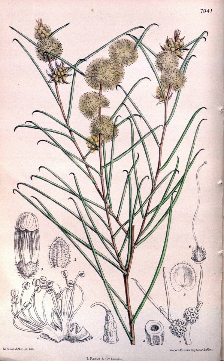 Curtis's botanical magazine. London ; New York [etc.] :Academic Press [etc.]. | "Botanical illustration" Botany Periodicals "Pictorial works" "Plants, Ornamental"  | Vintage Print Reproduction 457588