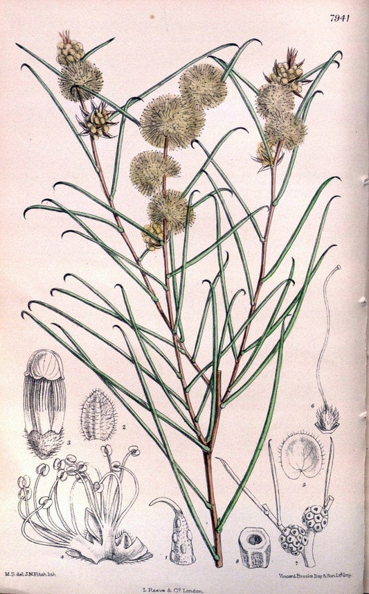 Curtis's botanical magazine. London ; New York [etc.] :Academic Press [etc.]. | "Botanical illustration" Botany Periodicals "Pictorial works" "Plants, Ornamental"  | Vintage Print Reproduction 457588