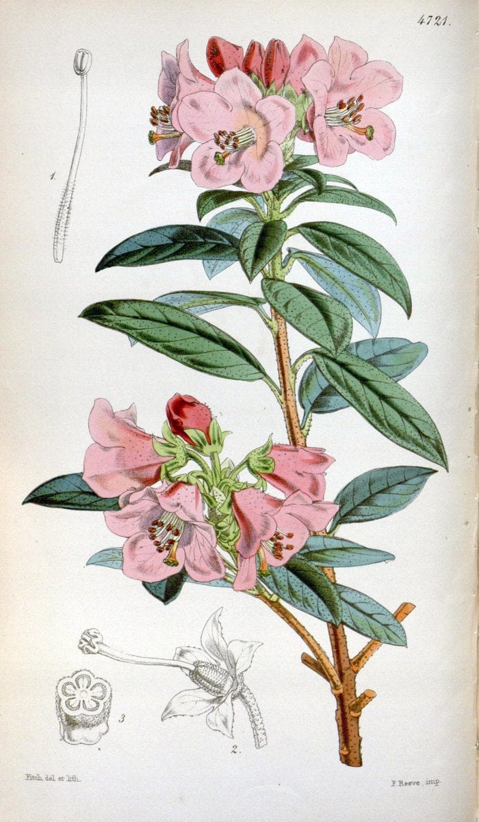 Curtis's botanical magazine. London ; New York [etc.] :Academic Press [etc.]. | "Botanical illustration" Botany Periodicals "Pictorial works" "Plants, Ornamental"  | Vintage Print Reproduction 457589