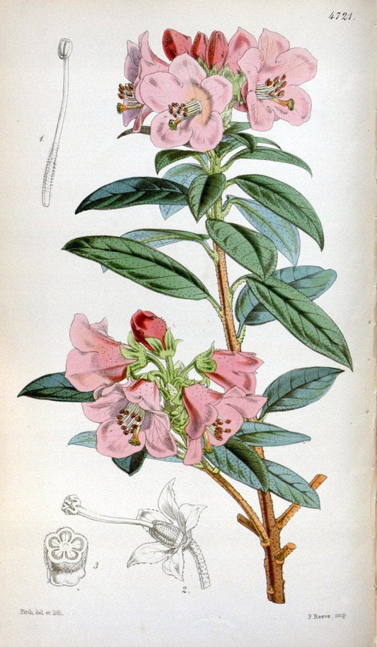 Curtis's botanical magazine. London ; New York [etc.] :Academic Press [etc.]. | "Botanical illustration" Botany Periodicals "Pictorial works" "Plants, Ornamental"  | Vintage Print Reproduction 457589