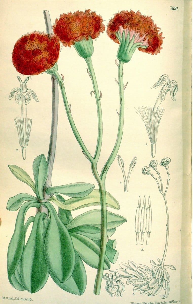 Curtis's botanical magazine. London ; New York [etc.] :Academic Press [etc.]. | "Botanical illustration" Botany Periodicals "Pictorial works" "Plants, Ornamental"  | Vintage Print Reproduction 457591