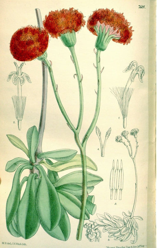 Curtis's botanical magazine. London ; New York [etc.] :Academic Press [etc.]. | "Botanical illustration" Botany Periodicals "Pictorial works" "Plants, Ornamental"  | Vintage Print Reproduction 457591