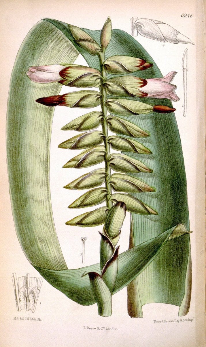 Curtis's botanical magazine. London ; New York [etc.] :Academic Press [etc.]. | "Botanical illustration" Botany Periodicals "Pictorial works" "Plants, Ornamental"  | Vintage Print Reproduction 457592