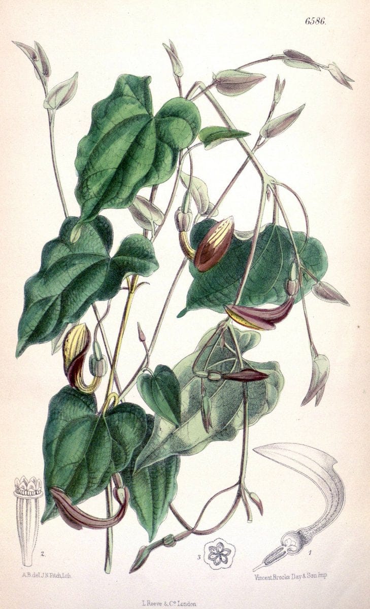 Curtis's botanical magazine. London ; New York [etc.] :Academic Press [etc.]. | "Botanical illustration" Botany Periodicals "Pictorial works" "Plants, Ornamental"  | Vintage Print Reproduction 457593