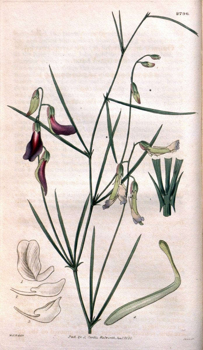 Curtis's botanical magazine. London ; New York [etc.] :Academic Press [etc.]. | "Botanical illustration" Botany Periodicals "Pictorial works" "Plants, Ornamental"  | Vintage Print Reproduction 457594