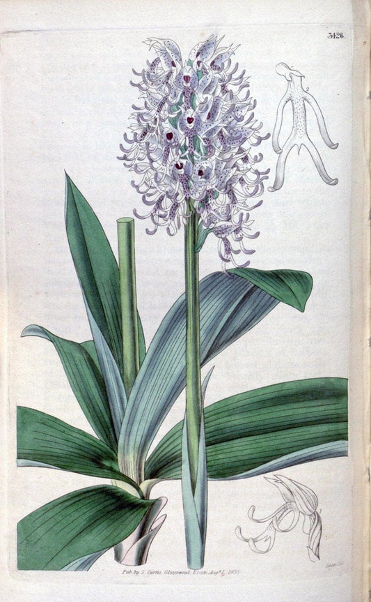 Curtis's botanical magazine. London ;New York [etc.] :Academic Press [etc.]. | Botany Periodicals "Pictorial works"  | Vintage Print Reproduction 457595