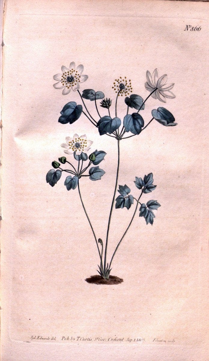 Curtis's botanical magazine. London ;New York [etc.] :Academic Press [etc.]. | Botany Periodicals "Pictorial works"  | Vintage Print Reproduction 457596