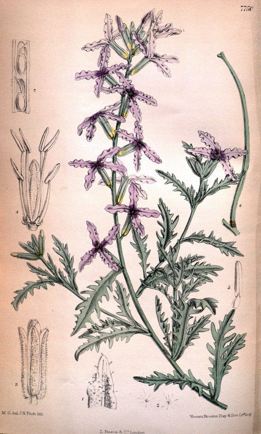 Curtis's botanical magazine. London ;New York [etc.] :Academic Press [etc.]. | Botany Periodicals "Pictorial works"  | Vintage Print Reproduction 457597