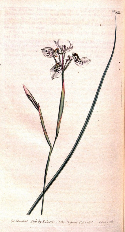 Curtis's botanical magazine. London ;New York [etc.] :Academic Press [etc.]. | Botany Periodicals "Pictorial works"  | Vintage Print Reproduction 457598