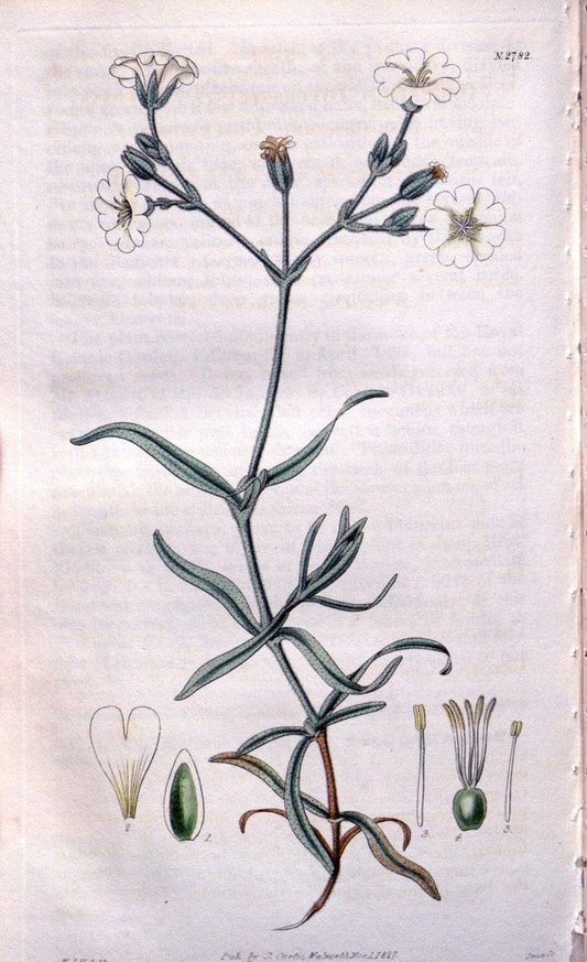 Curtis's botanical magazine. London ;New York [etc.] :Academic Press [etc.]. | Botany Periodicals "Pictorial works"  | Vintage Print Reproduction 457599