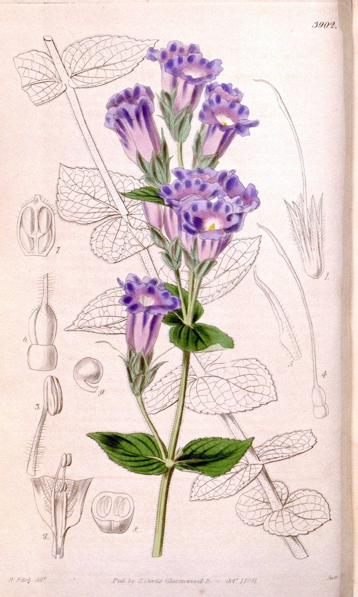 Curtis's botanical magazine. London ; New York [etc.] :Academic Press [etc.]. | "Botanical illustration" Botany Periodicals "Pictorial works" "Plants, Ornamental"  | Vintage Print Reproduction 457600