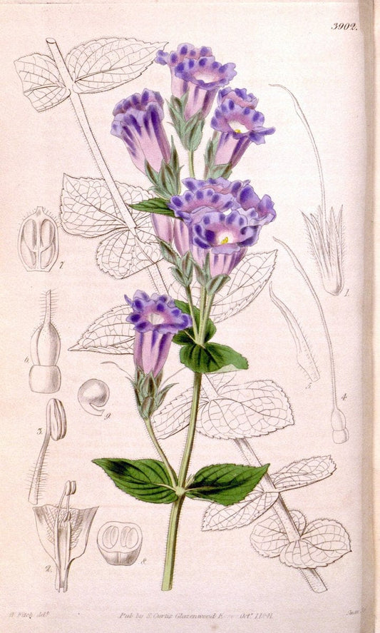 Curtis's botanical magazine. London ; New York [etc.] :Academic Press [etc.]. | "Botanical illustration" Botany Periodicals "Pictorial works" "Plants, Ornamental"  | Vintage Print Reproduction 457600