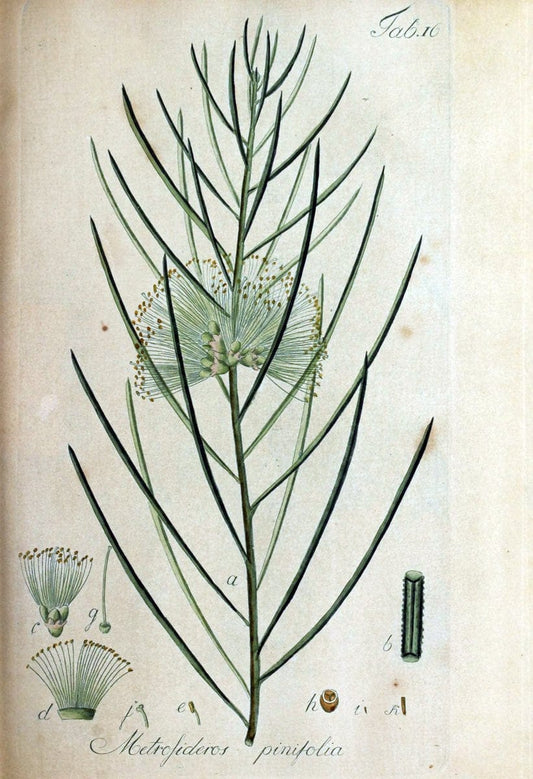Collectio plantarum tam exoticarum, quam indigenarum, cum delineatione, descriptione cul | Botany | Vintage Print Reproduction 457602
