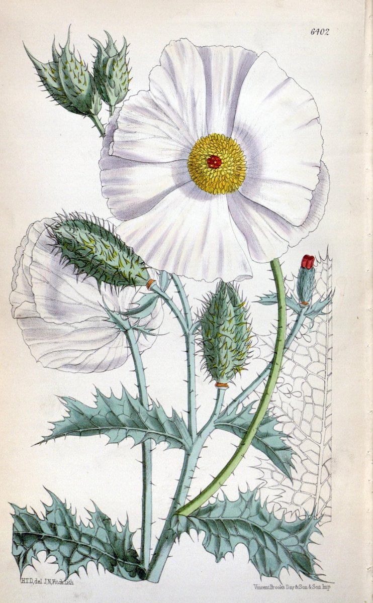 Curtis's botanical magazine. London ; New York [etc.] :Academic Press [etc.]. | "Botanical illustration" Botany Periodicals "Pictorial works" "Plants, Ornamental"  | Vintage Print Reproduction 457603