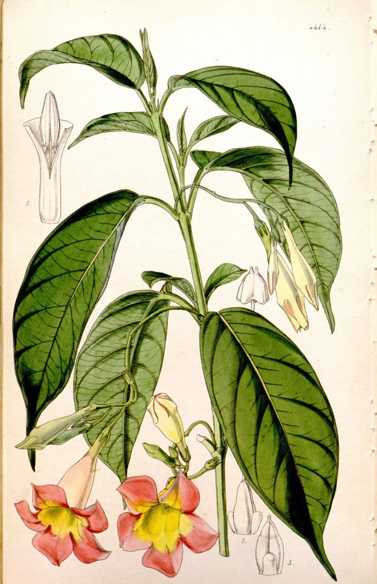 Curtis's botanical magazine. London ; New York [etc.] :Academic Press [etc.]. | "Botanical illustration" Botany Periodicals "Pictorial works" "Plants, Ornamental"  | Vintage Print Reproduction 457604