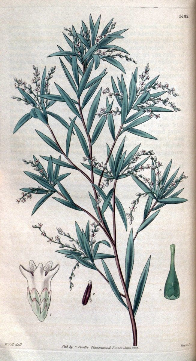 Curtis's botanical magazine. London ; New York [etc.] :Academic Press [etc.]. | "Botanical illustration" Botany Periodicals "Pictorial works" "Plants, Ornamental"  | Vintage Print Reproduction 457605