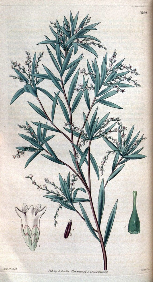Curtis's botanical magazine. London ; New York [etc.] :Academic Press [etc.]. | "Botanical illustration" Botany Periodicals "Pictorial works" "Plants, Ornamental"  | Vintage Print Reproduction 457605