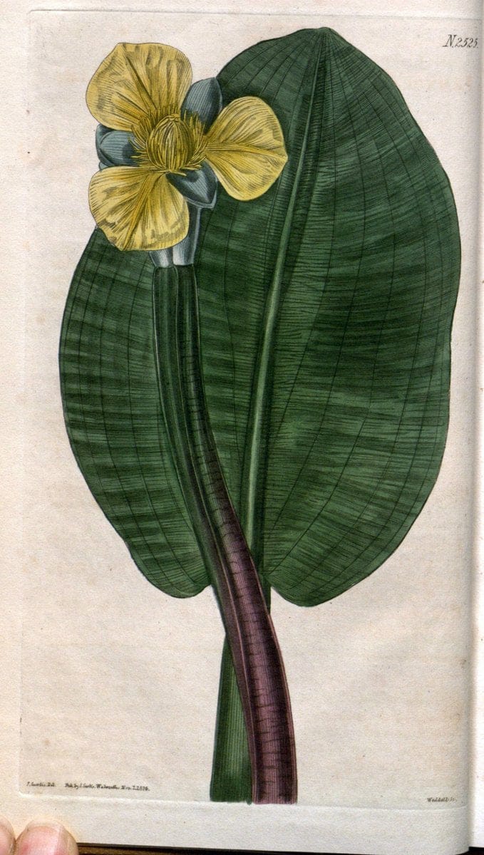 Curtis's botanical magazine. London ; New York [etc.] :Academic Press [etc.]. | "Botanical illustration" Botany Periodicals "Pictorial works" "Plants, Ornamental"  | Vintage Print Reproduction 457606