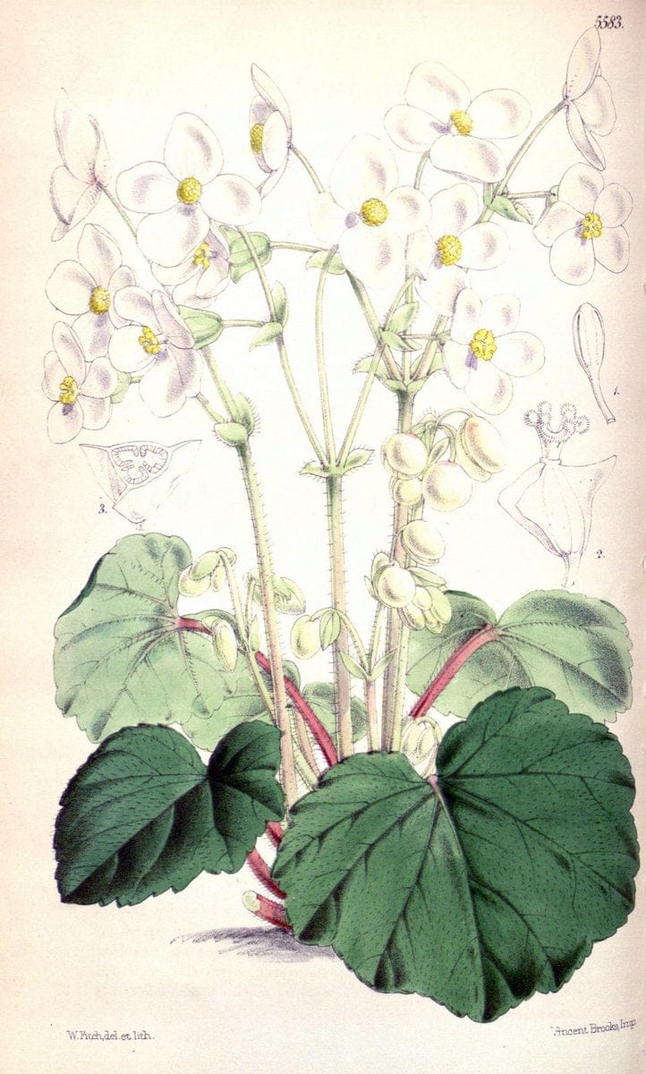 Curtis's botanical magazine. London ; New York [etc.] :Academic Press [etc.]. | "Botanical illustration" Botany Periodicals "Pictorial works" "Plants, Ornamental"  | Vintage Print Reproduction 457607