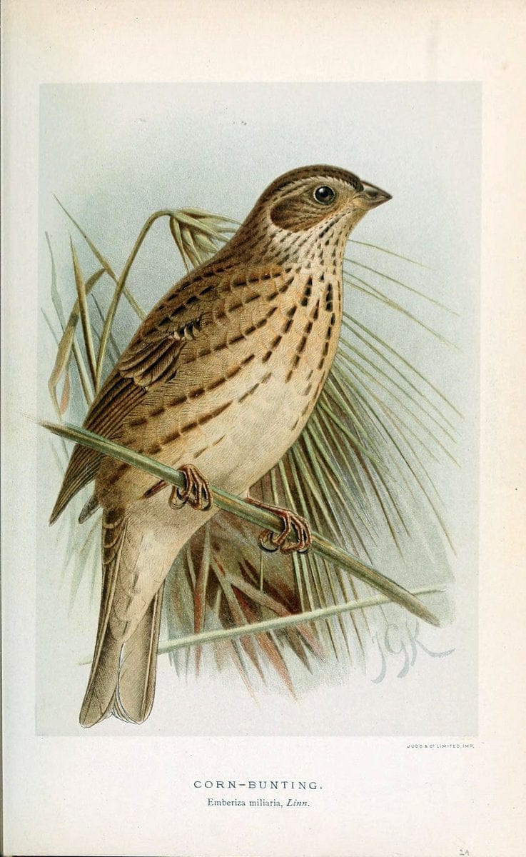 Coloured figures of the birds of the British Islands / issued by Lord Lilford. London :R | 59.82(42) Birds "Great Britain" "Pictorial works"  | Vintage Print Reproduction 457609