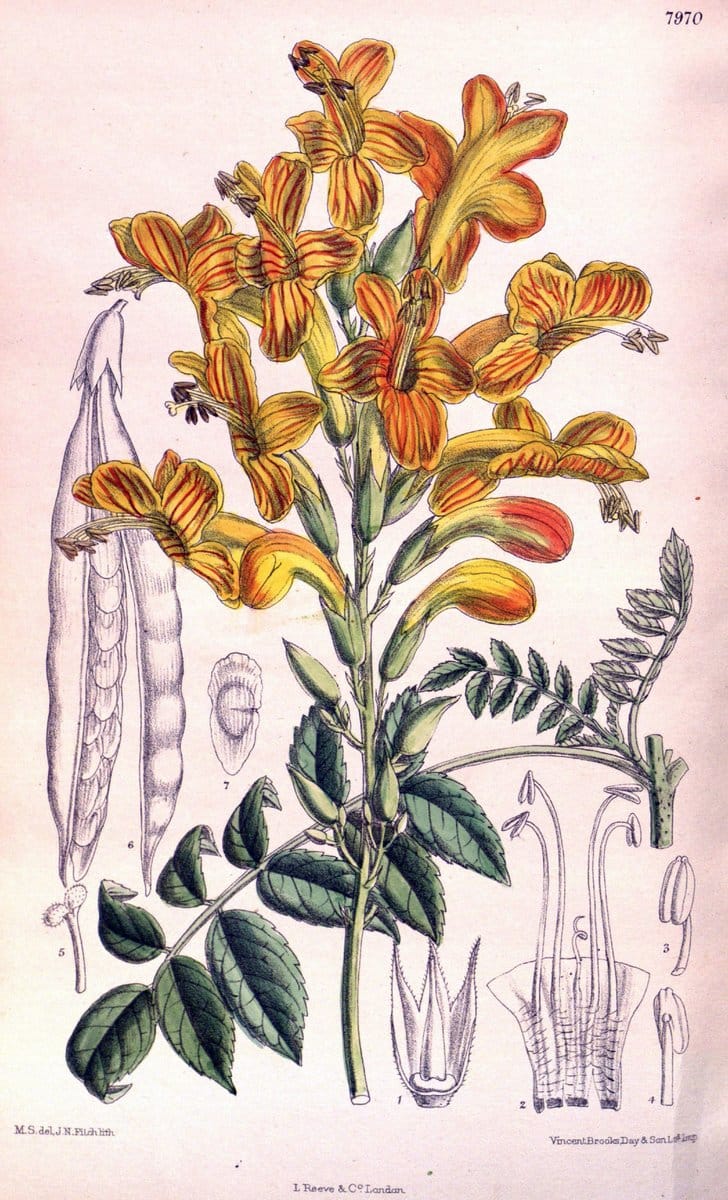 Curtis's botanical magazine. London ; New York [etc.] :Academic Press [etc.]. | "Botanical illustration" Botany Periodicals "Pictorial works" "Plants, Ornamental"  | Vintage Print Reproduction 457610