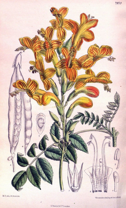Curtis's botanical magazine. London ; New York [etc.] :Academic Press [etc.]. | "Botanical illustration" Botany Periodicals "Pictorial works" "Plants, Ornamental"  | Vintage Print Reproduction 457610