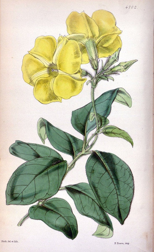 Curtis's botanical magazine. London ; New York [etc.] :Academic Press [etc.]. | "Botanical illustration" Botany Periodicals "Pictorial works" "Plants, Ornamental"  | Vintage Print Reproduction 457612
