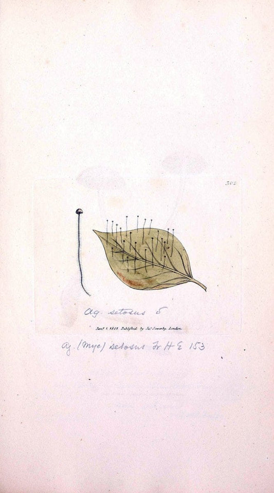 Coloured figures of English fungi or mushrooms. London,Printed by J. Davis,1797-[1809]. | England Mushrooms  | Vintage Print Reproduction 457613