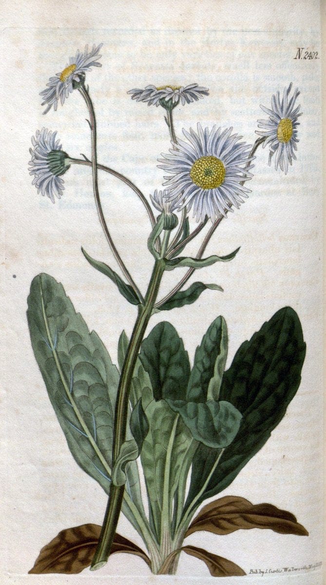 Curtis's botanical magazine. London ; New York [etc.] :Academic Press [etc.]. | "Botanical illustration" Botany Periodicals "Pictorial works" "Plants, Ornamental"  | Vintage Print Reproduction 457614