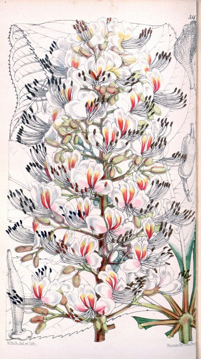 Curtis's botanical magazine. London ; New York [etc.] :Academic Press [etc.]. | "Botanical illustration" Botany Periodicals "Pictorial works" "Plants, Ornamental"  | Vintage Print Reproduction 457615