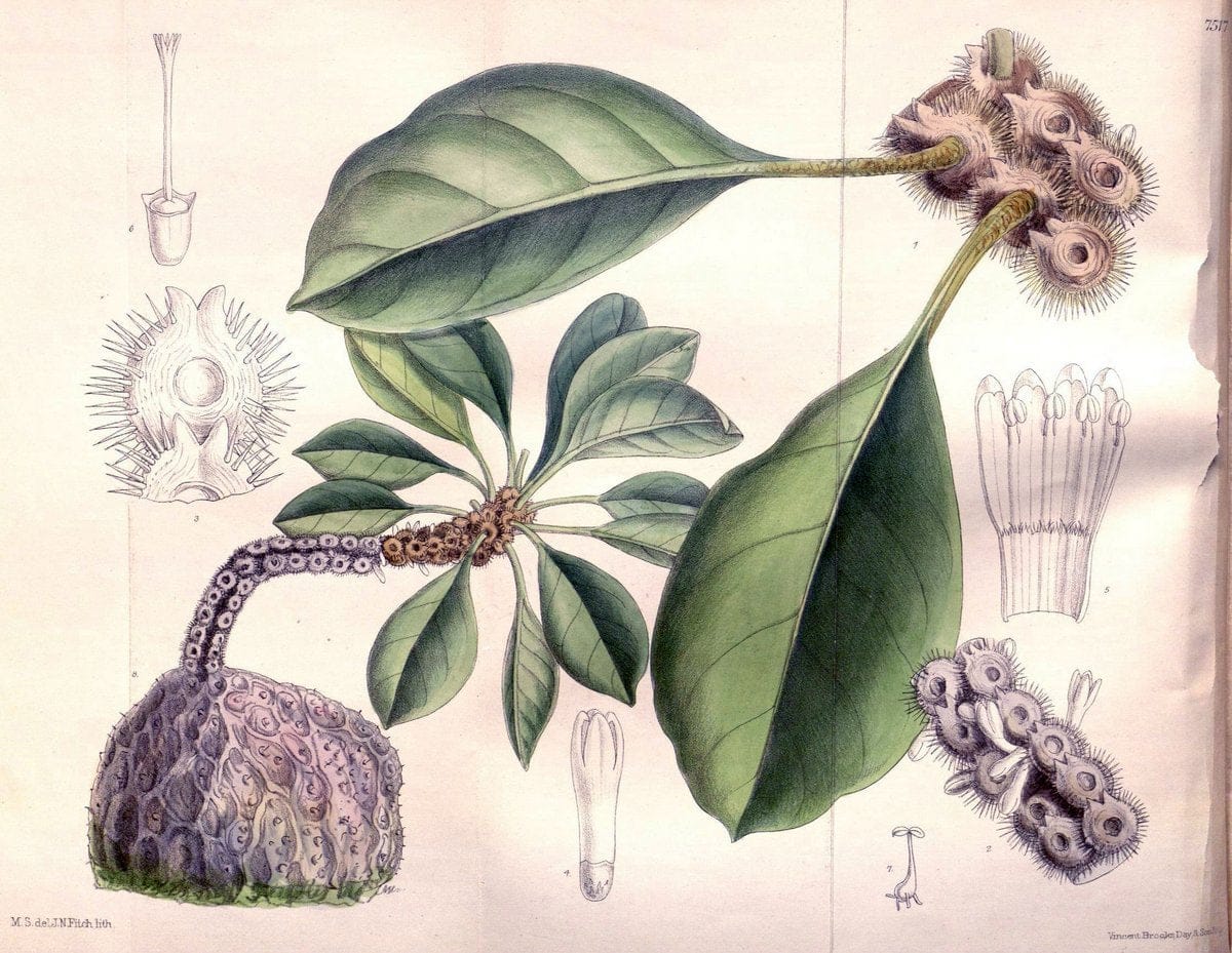 Curtis's botanical magazine. London ; New York [etc.] :Academic Press [etc.]. | "Botanical illustration" Botany Periodicals "Pictorial works" "Plants, Ornamental"  | Vintage Print Reproduction 457616