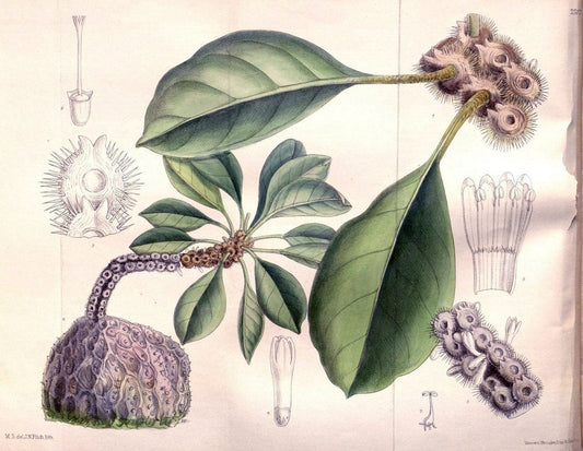 Curtis's botanical magazine. London ; New York [etc.] :Academic Press [etc.]. | "Botanical illustration" Botany Periodicals "Pictorial works" "Plants, Ornamental"  | Vintage Print Reproduction 457616