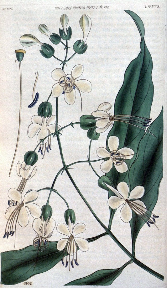 Curtis's botanical magazine..London ;New York [etc.] :Academic Press [etc.]. |  | Vintage Print Reproduction 457617