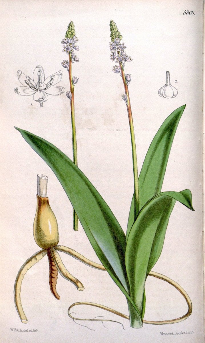 Curtis's botanical magazine. London ; New York [etc.] :Academic Press [etc.]. | "Botanical illustration" Botany Periodicals "Pictorial works" "Plants, Ornamental"  | Vintage Print Reproduction 457618