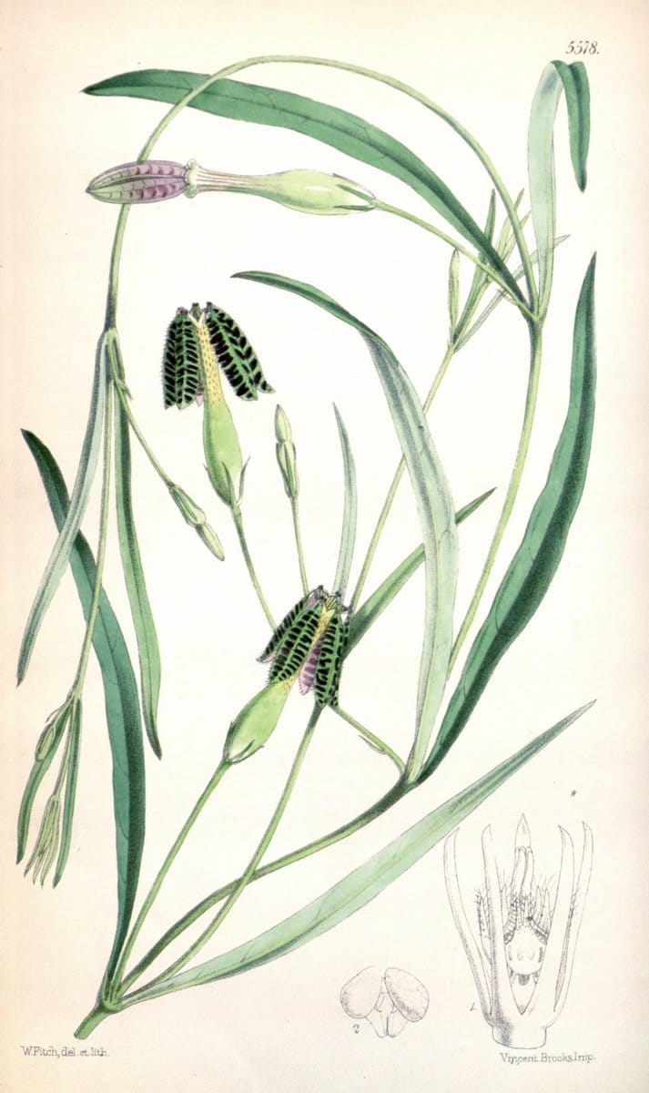 Curtis's botanical magazine. London ; New York [etc.] :Academic Press [etc.]. | "Botanical illustration" Botany Periodicals "Pictorial works" "Plants, Ornamental"  | Vintage Print Reproduction 457619