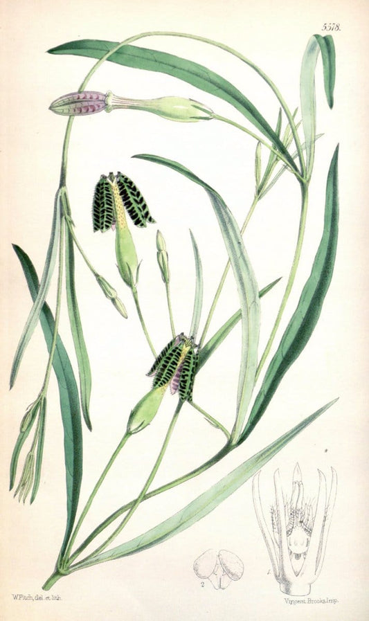 Curtis's botanical magazine. London ; New York [etc.] :Academic Press [etc.]. | "Botanical illustration" Botany Periodicals "Pictorial works" "Plants, Ornamental"  | Vintage Print Reproduction 457619