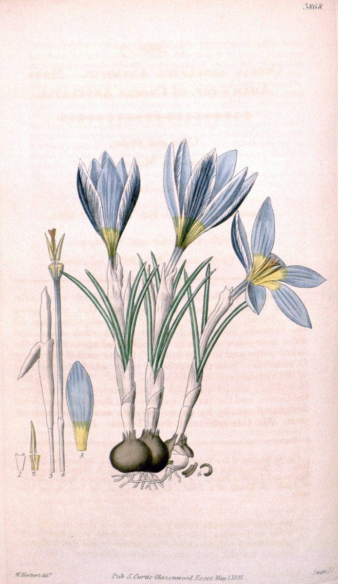 Curtis's botanical magazine. London ; New York [etc.] :Academic Press [etc.]. | "Botanical illustration" Botany Periodicals "Pictorial works" "Plants, Ornamental"  | Vintage Print Reproduction 457620