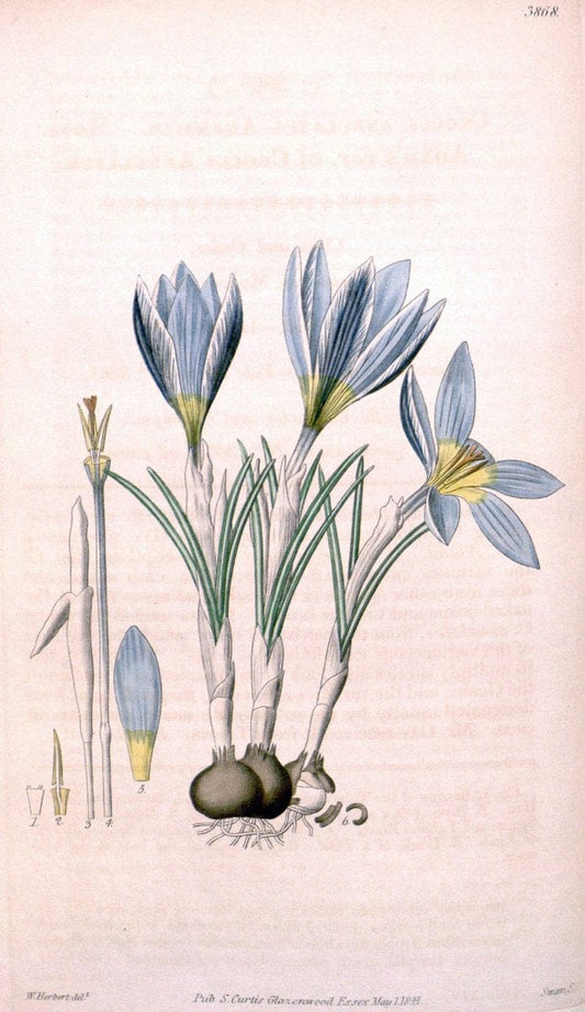 Curtis's botanical magazine. London ; New York [etc.] :Academic Press [etc.]. | "Botanical illustration" Botany Periodicals "Pictorial works" "Plants, Ornamental"  | Vintage Print Reproduction 457620