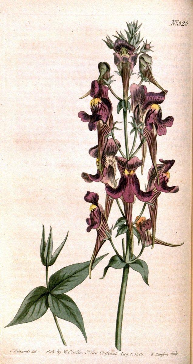 Curtis's botanical magazine. London ;New York [etc.] :Academic Press [etc.]. | Botany Periodicals "Pictorial works"  | Vintage Print Reproduction 457621