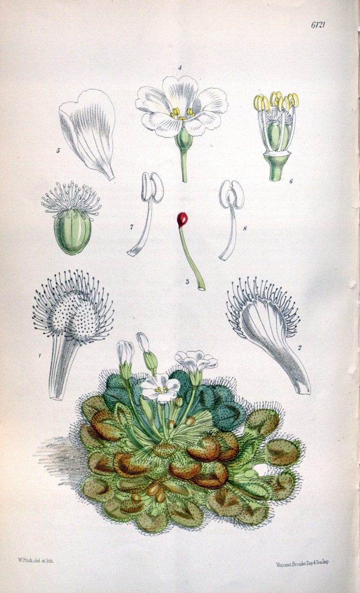 Curtis's botanical magazine. London ; New York [etc.] :Academic Press [etc.]. | "Botanical illustration" Botany Periodicals "Pictorial works" "Plants, Ornamental"  | Vintage Print Reproduction 457622