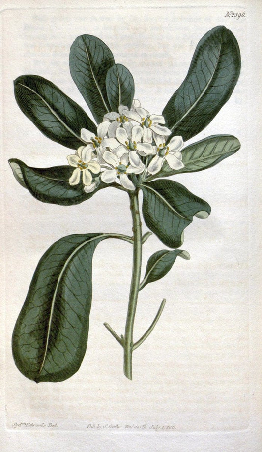 Curtis's botanical magazine. London ; New York [etc.] :Academic Press [etc.]. | "Botanical illustration" Botany Periodicals "Pictorial works" "Plants, Ornamental"  | Vintage Print Reproduction 457624