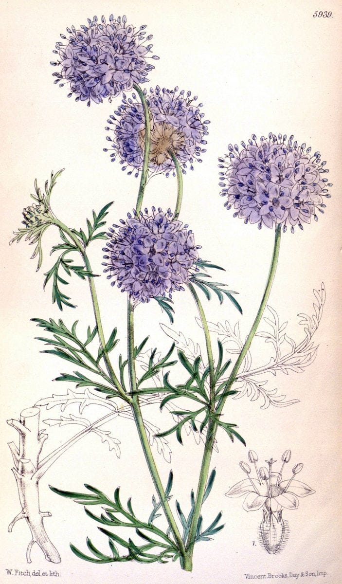 Curtis's botanical magazine. London ;New York [etc.] :Academic Press [etc.]. | Botany Periodicals "Pictorial works"  | Vintage Print Reproduction 457625