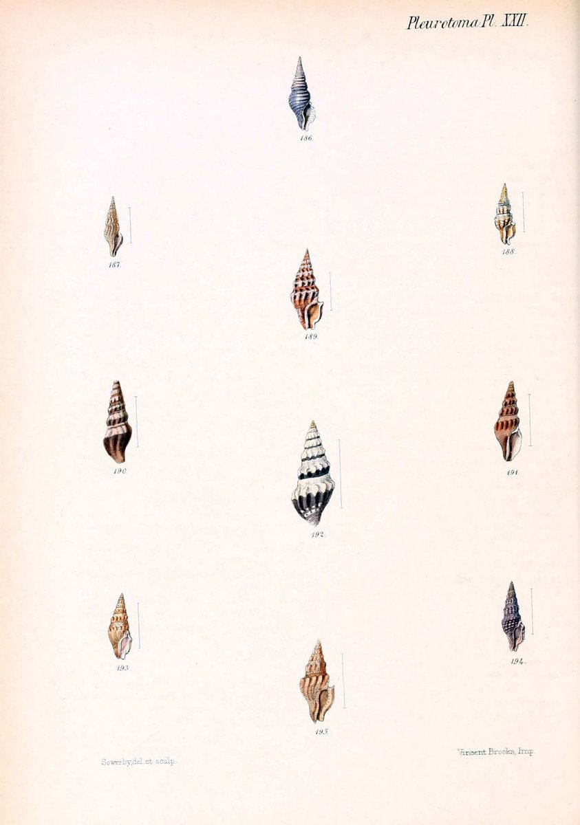 Conchologia iconica, or, Illustrations of the shells of molluscous animals. v.1London :Reeve, Brothers,1843-1878. | Mollusks "Pictorial works" Shells  | Vintage Print Reproduction 457626