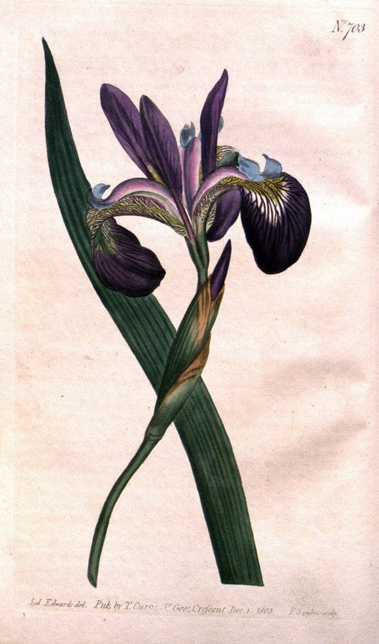 Curtis's botanical magazine..London ;New York [etc.] :Academic Press [etc.]. |  | Vintage Print Reproduction 457627