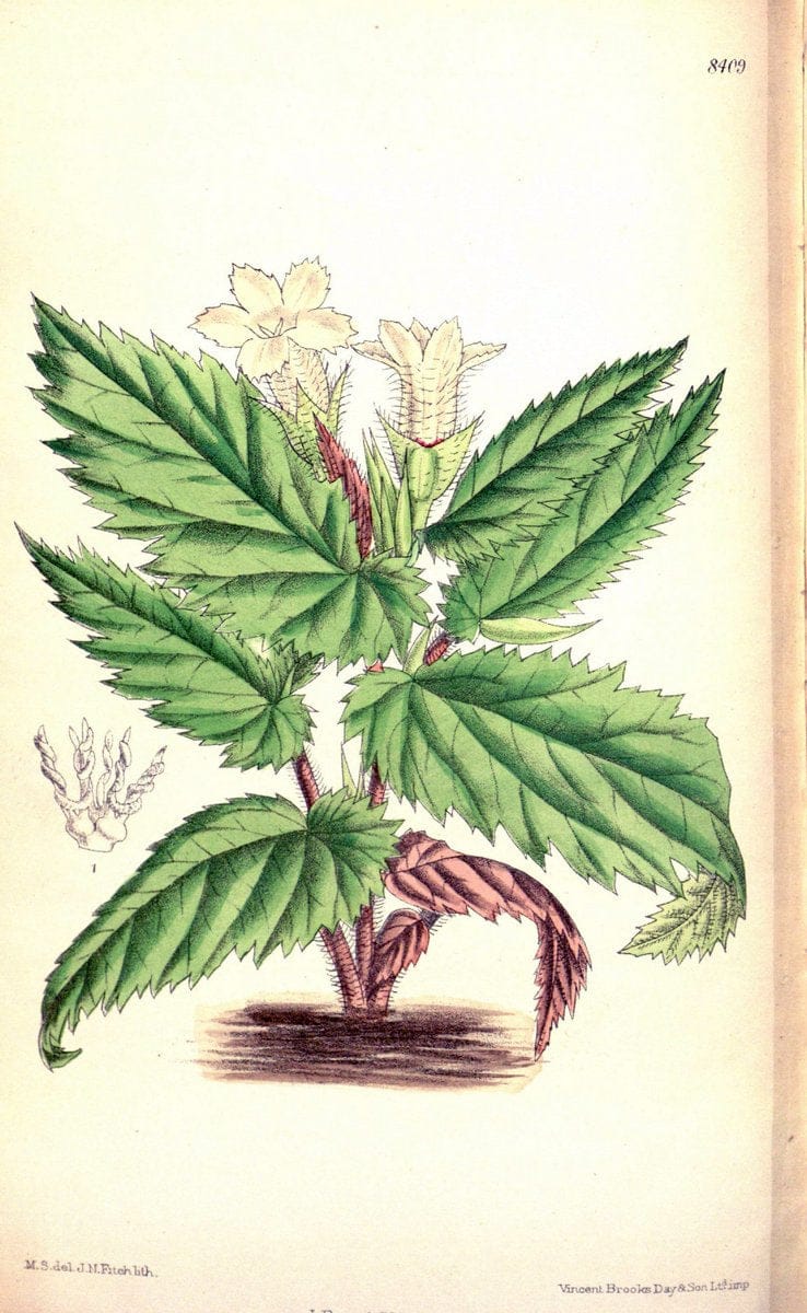 Curtis's botanical magazine. London ; New York [etc.] :Academic Press [etc.]. | "Botanical illustration" Botany Periodicals "Pictorial works" "Plants, Ornamental"  | Vintage Print Reproduction 457628