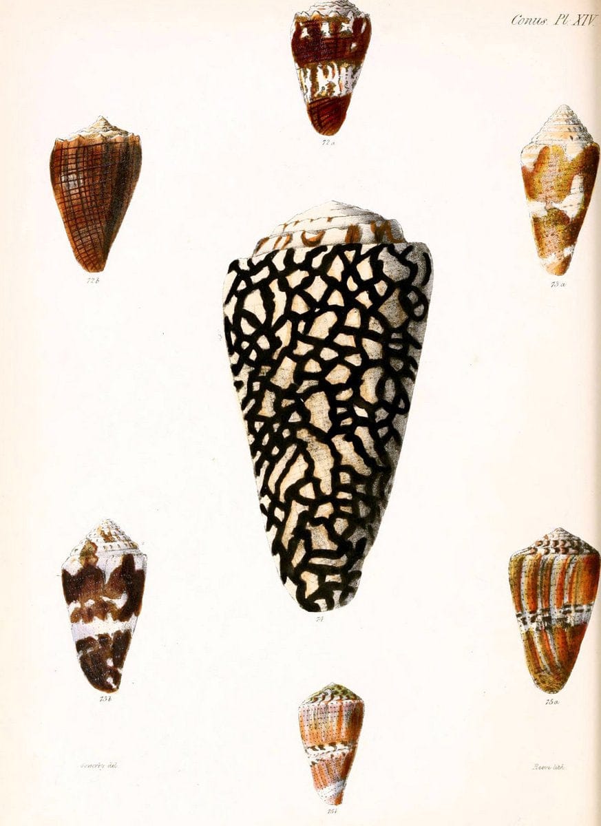 Conchologia iconica, or, Illustrations of the shells of molluscous animals. v.1London :Reeve, Brothers,1843-1878. | Mollusks "Pictorial works" Shells  | Vintage Print Reproduction 457629