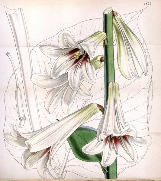 Curtis's botanical magazine. London ; New York [etc.] :Academic Press [etc.]. | "Botanical illustration" Botany Periodicals "Pictorial works" "Plants, Ornamental"  | Vintage Print Reproduction 457631